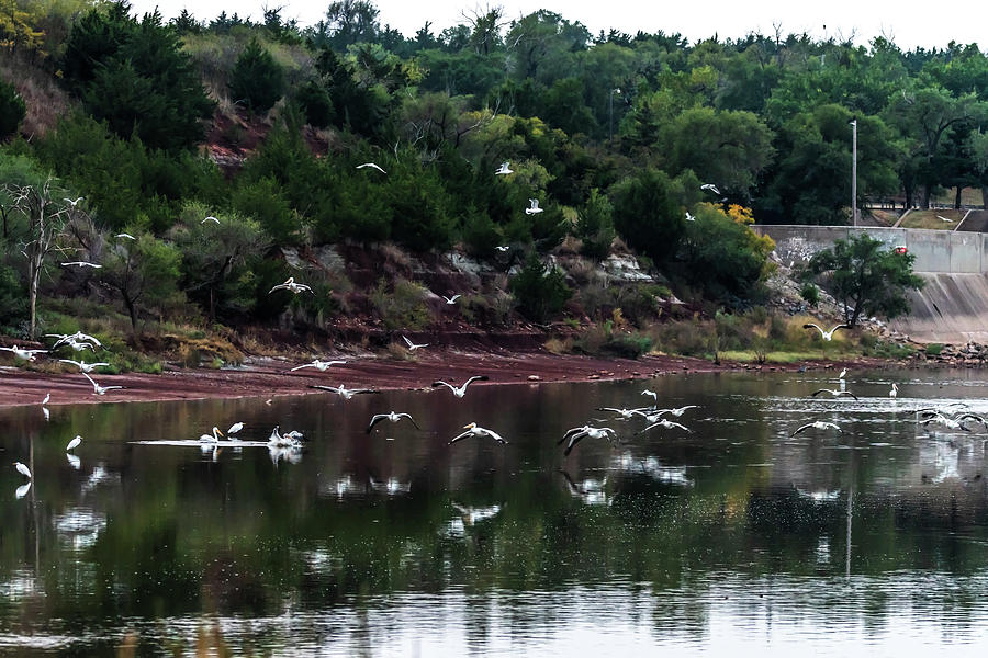 Incoming Pelicans Egrets and Gulls Photograph by Debra Martz