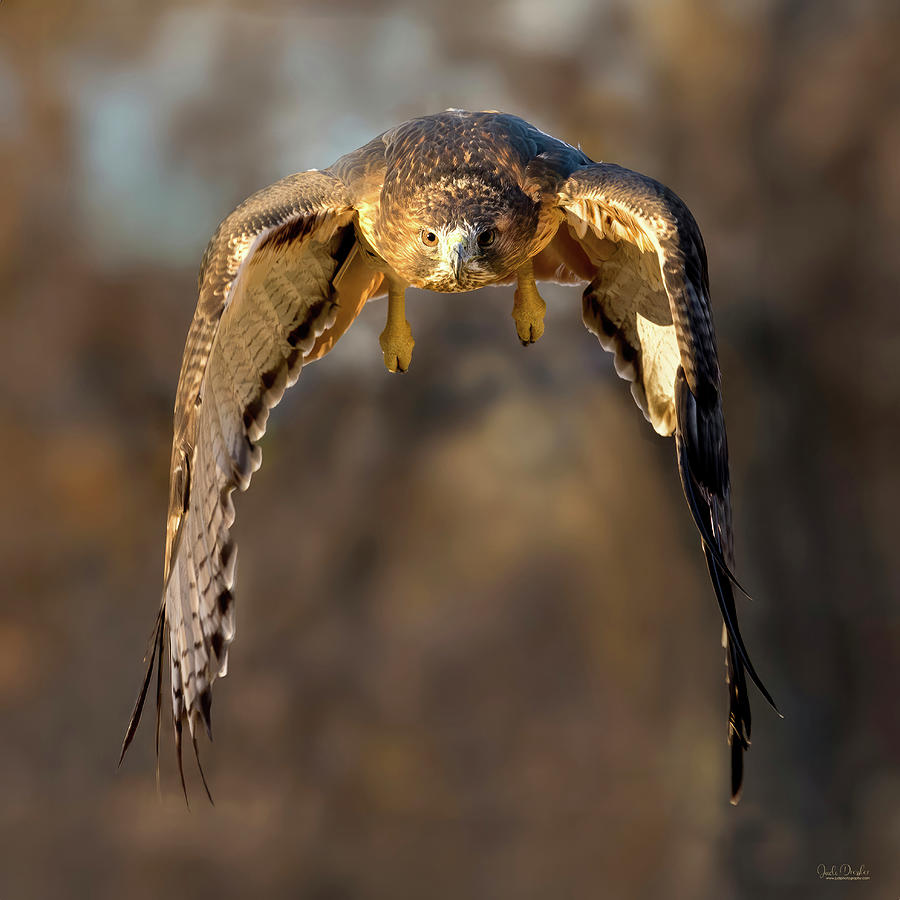 Incoming Red-tailed Hawk Photograph by Judi Dressler