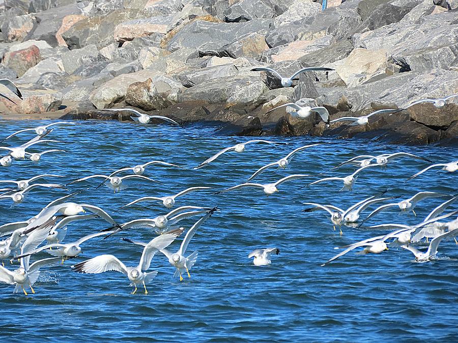 Incoming Ring Billed Gulls Photograph