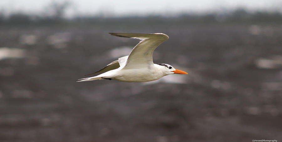 Incoming Tern  Photograph by Debra Forand