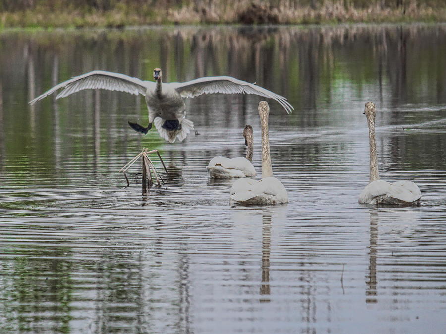 Incoming Trumpeter Swan Photograph by Dale Kauzlaric