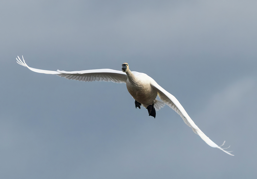 Incoming Tundra Swan Photograph by Loree Johnson
