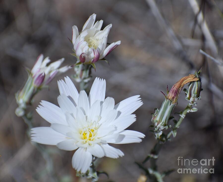 Inconspicuous Desert Chicory Photograph By Janet Marie - Fine Art America