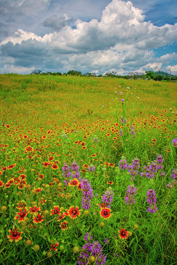 Incredible Clouds and Wildflowers Photograph by Lynn Bauer