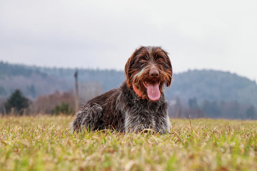 Incredible love bohemian wire sitting and relaxing in grass of meadow. Wirehaired puppy is relaxing with tongue out and happy animal face in field. Bohemian pointer enjoy a clean air Photograph by Vaclav Sonnek