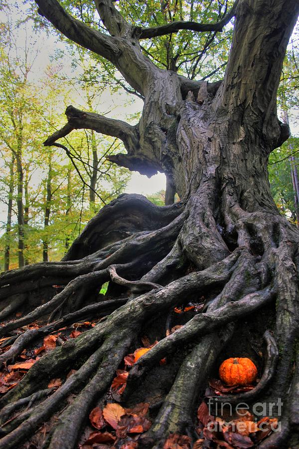 Incredible Roots Photograph by Vicki Spindler