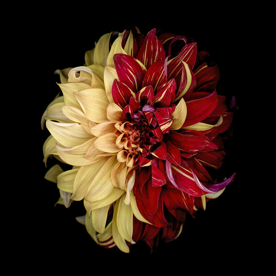 Indecision - Yellow and Red Dahlia Photograph by OGphoto