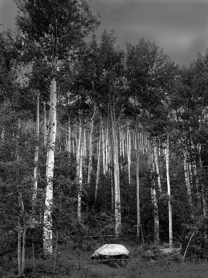 Towering Independence in Aspen #1 Photograph by Wayne King