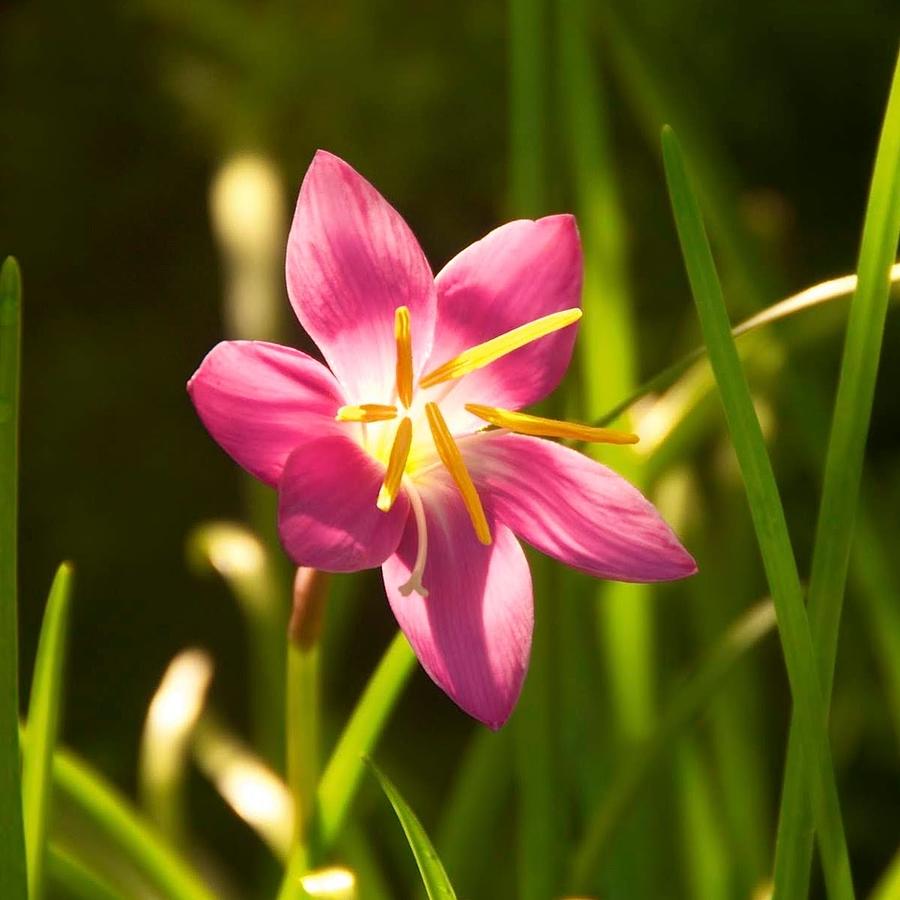 Indian Amaryllis Photograph by Bob Seshadri