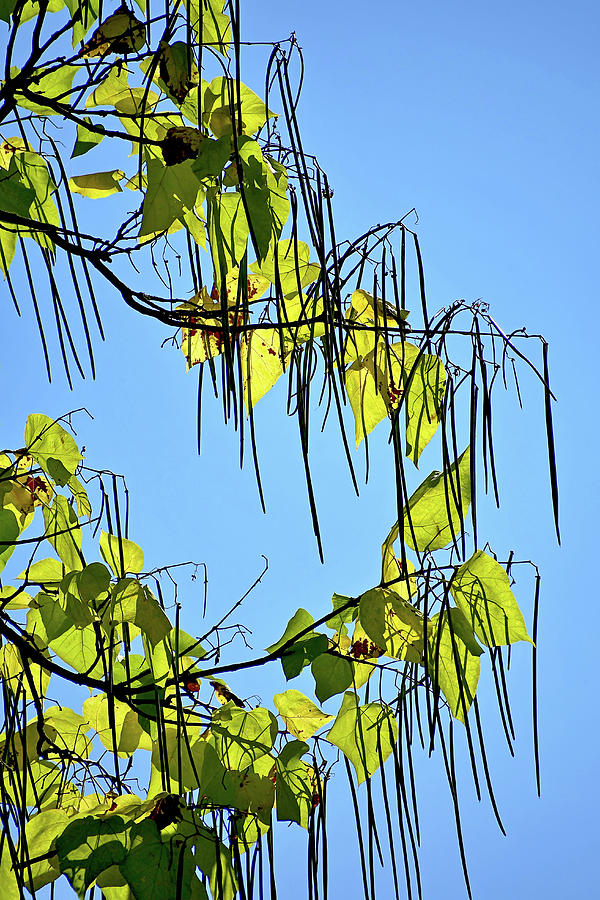 Indian Bean Tree in Sunlight Photograph by Maria Meester