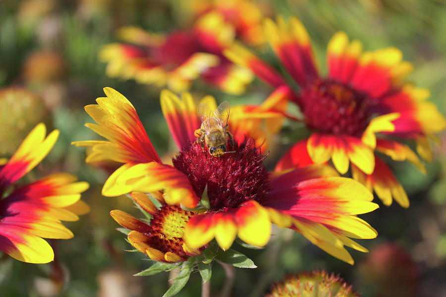 Indian Blanket and bee Photograph by Jean Evans