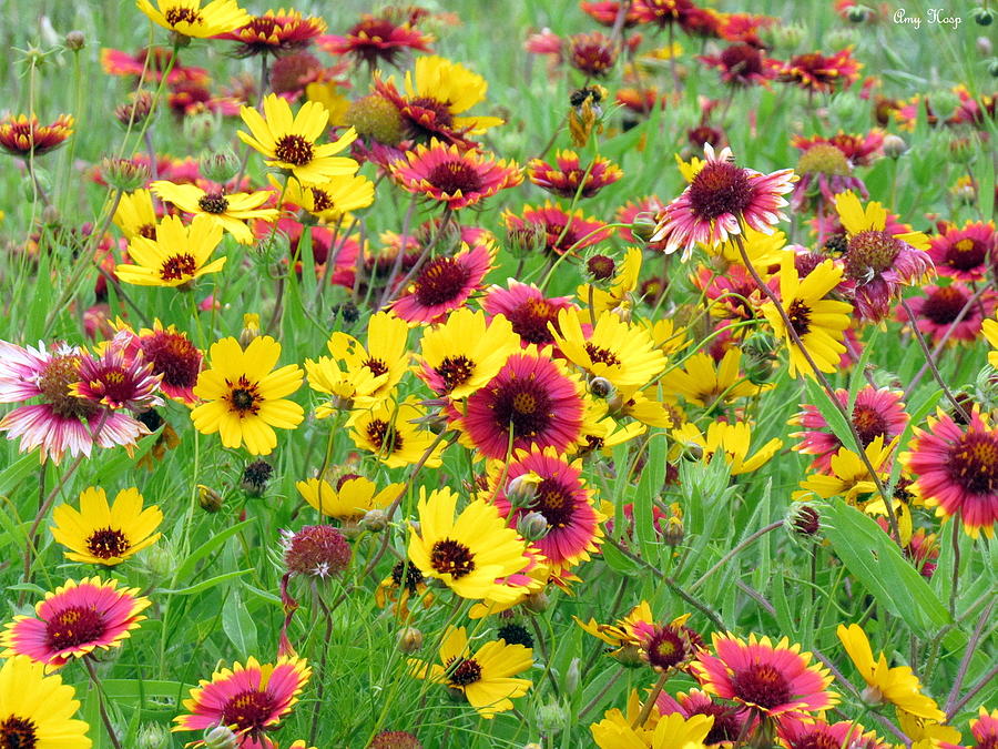 Indian Blanket and Wildflowers Yellow Photograph by Amy Hosp