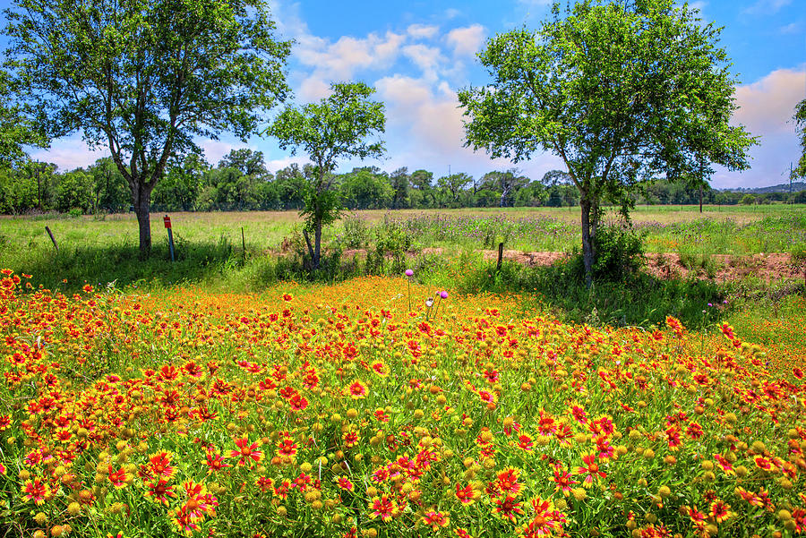 Indian Blanket Beauty in the Hill Country Photograph by Lynn Bauer
