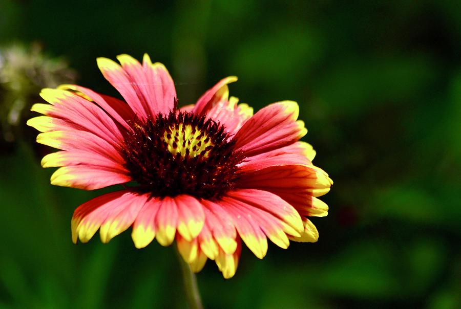 Indian Blanket Blooming Photograph by Warren Thompson