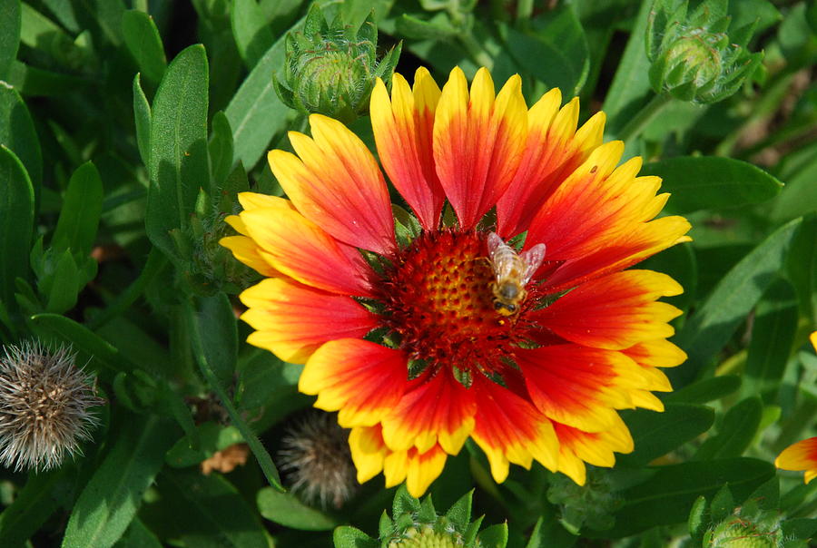 Indian Blanket Photograph by Ee Photography