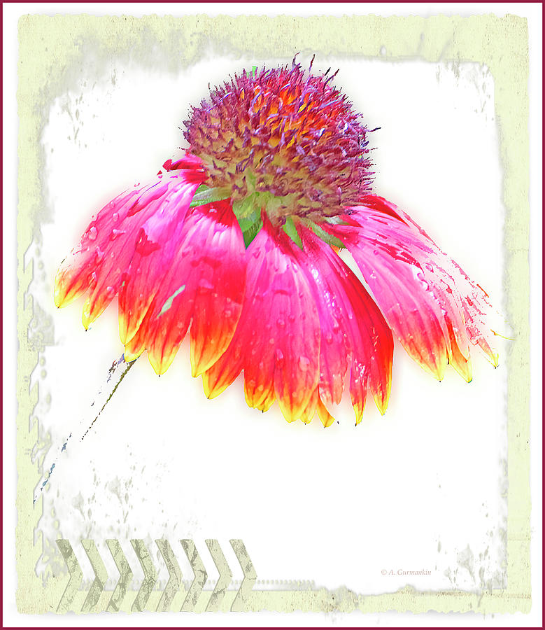 Indian Blanket Flower Digital Art by A Macarthur Gurmankin