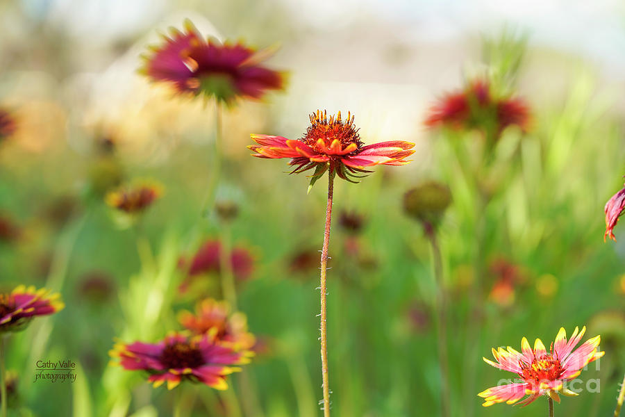 Indian Blanket flower Photograph by Cathy Valle