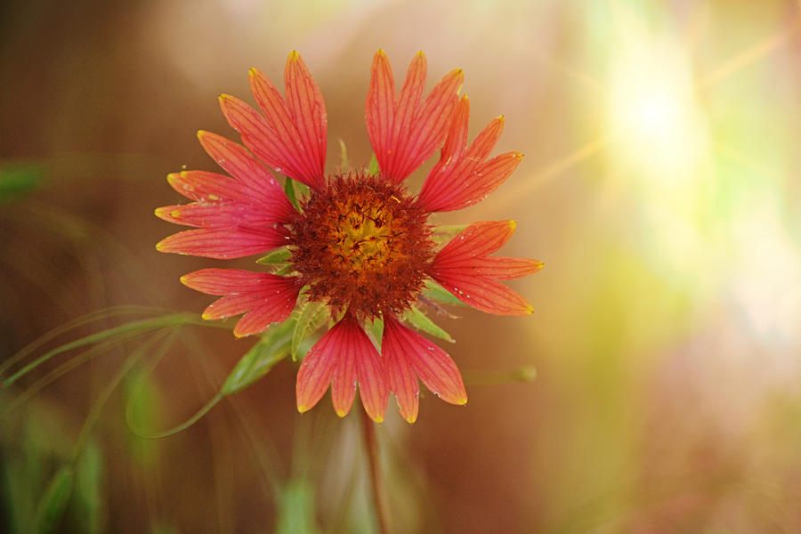 Indian Blanket Flower in Sunlight Photograph by Gaby Ethington