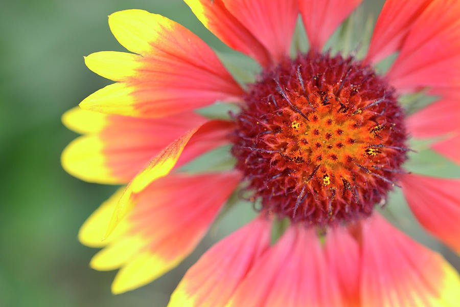 Indian Blanket Flower Photograph by Leanna Kotter