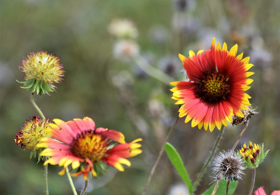 Indian Blanket Flowers And Buds Photograph