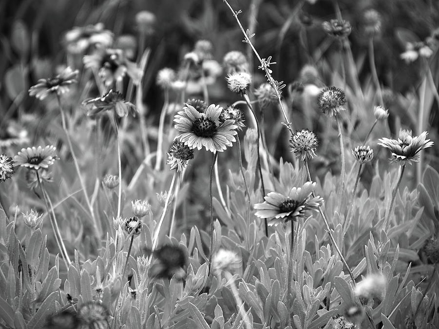Indian Blanket Flowers Black And White  Photograph by Christopher Mercer