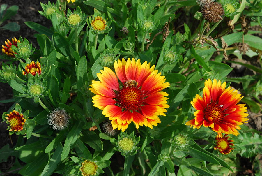 Indian Blanket Flowers Photograph