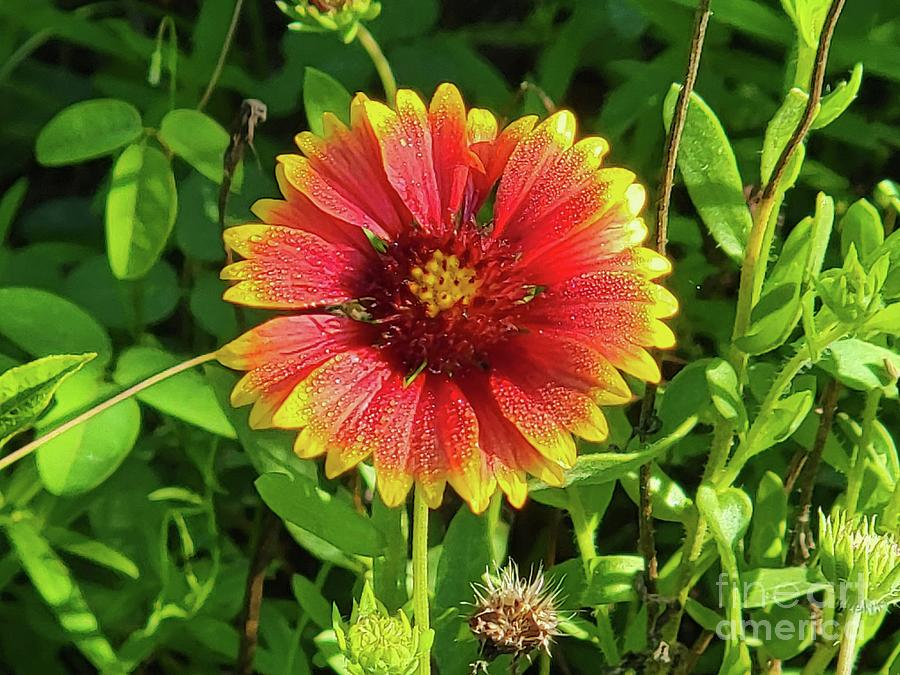 Indian Blanket Sunflower  Photograph by Donna Brown