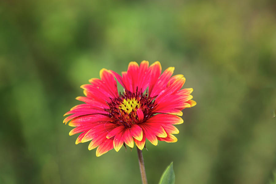 Indian Blanket Wildflower at Fort Macon State Park Photograph by Bob Decker