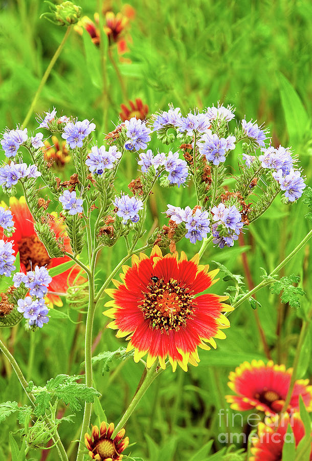 Indian Blanketflower Gaillardiapuchella Texas Photograph by Dave Welling