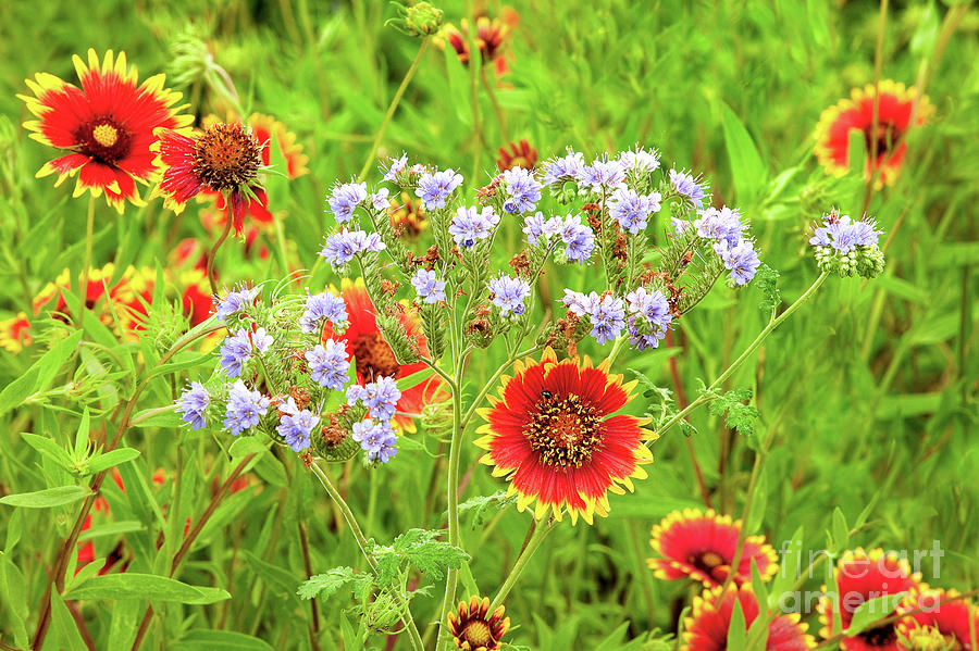 Indian Blanketflowers Gaillardia Puchella Texas Photograph by Dave Welling