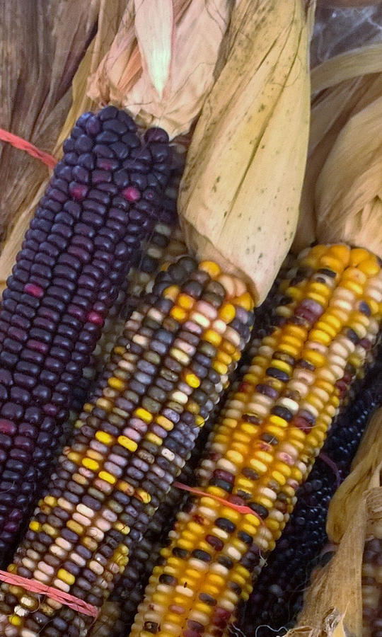 Indian Corn Photograph By Gayle Miller - Fine Art America