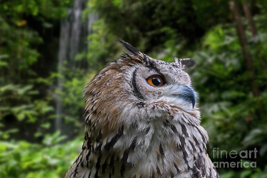 Indian Eagle Owl Photograph by Arterra Picture Library