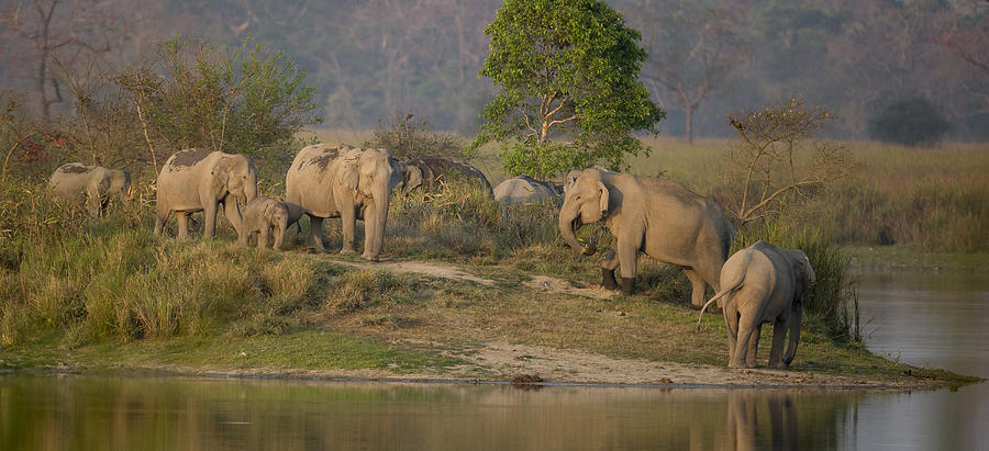 Indian elephant Photograph by Mary Ann McDonald