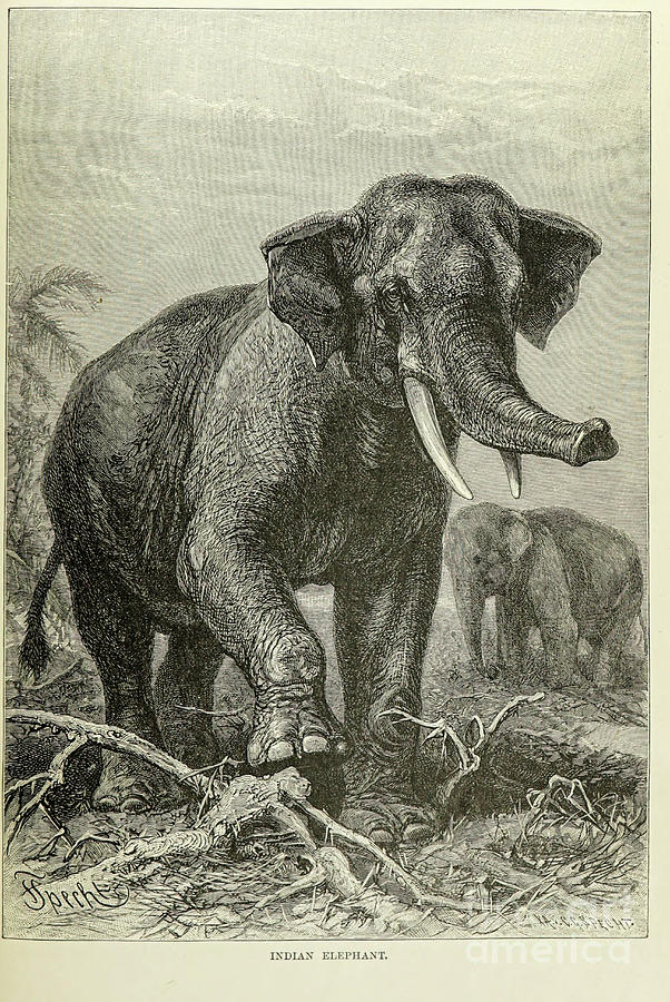 Indian Elephant s2 Drawing by Historic illustrations - Fine Art America