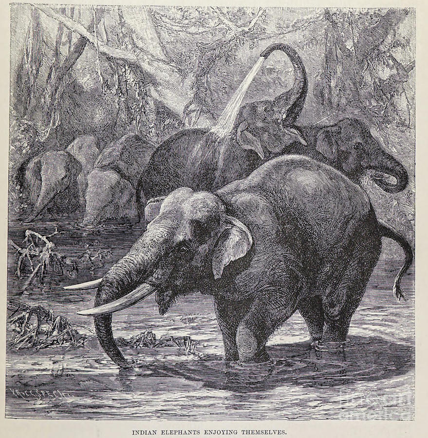 Indian Elephant s4 Drawing by Historic illustrations - Pixels