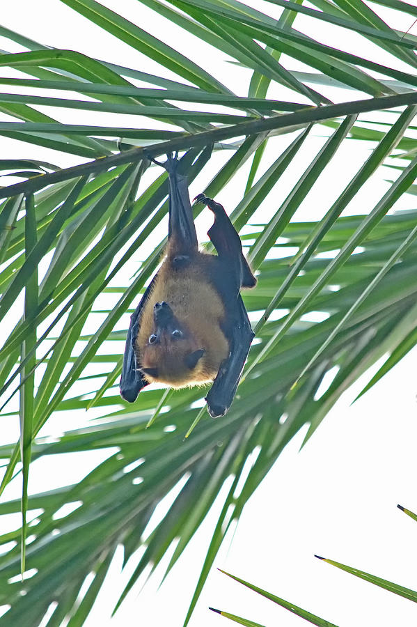 Indian Flying Fox Photograph - Indian Flying Fox - Pteropus medius by Amazing Action Photo Video