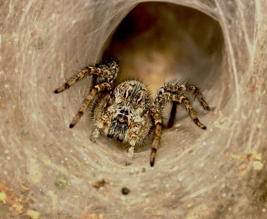 Indian funnel web spider Photograph by Mihir Ranjan - Fine Art America