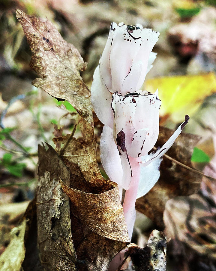 Indian Ghost Pipe Photograph by Jill Laudenslager