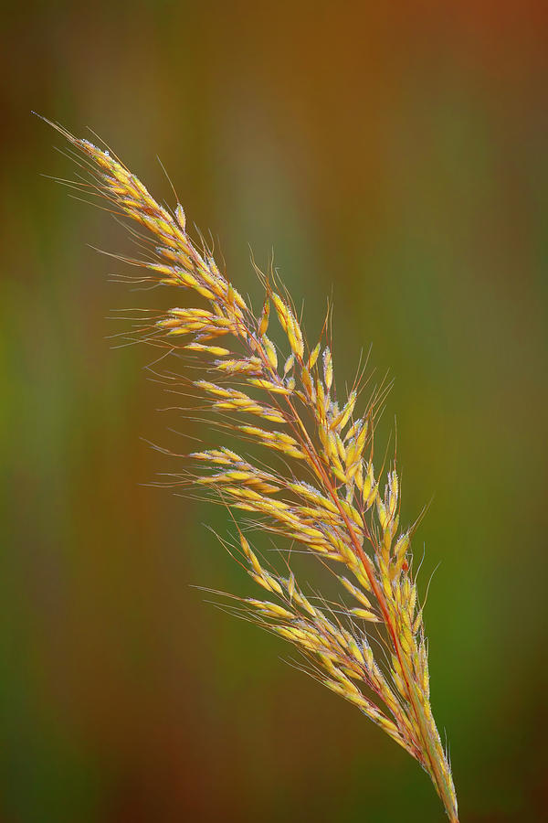 Indian Grass Photograph by Brad Mangas