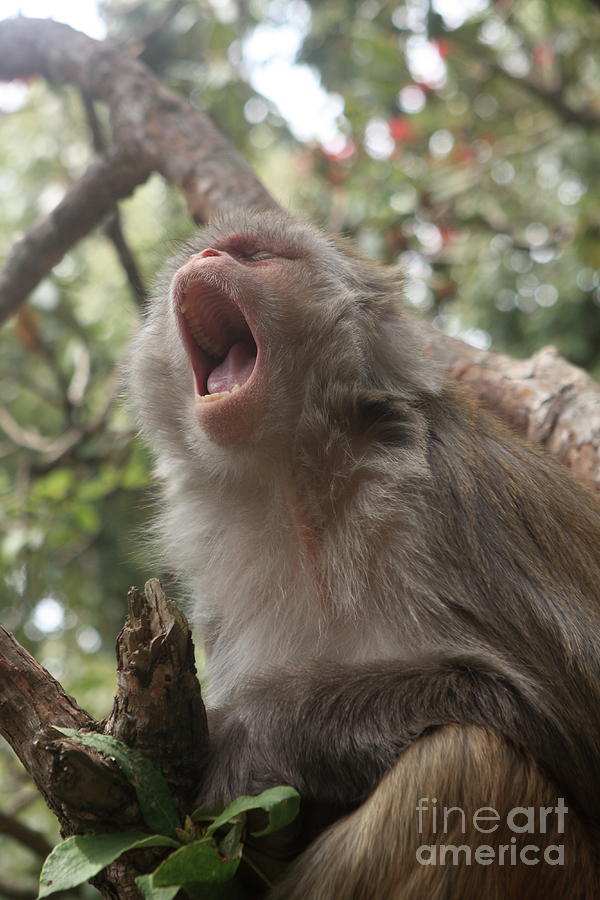 Indian Himalayan Monkey Photograph by Aidan Moran