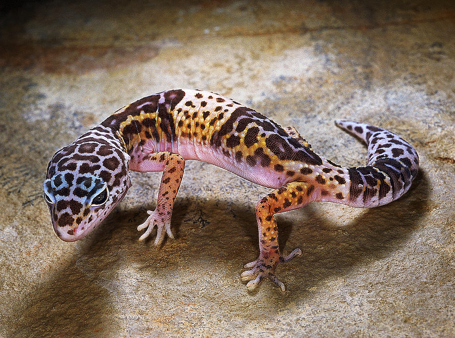 Indian leopard gecko Photograph by Ashok Captain - Pixels