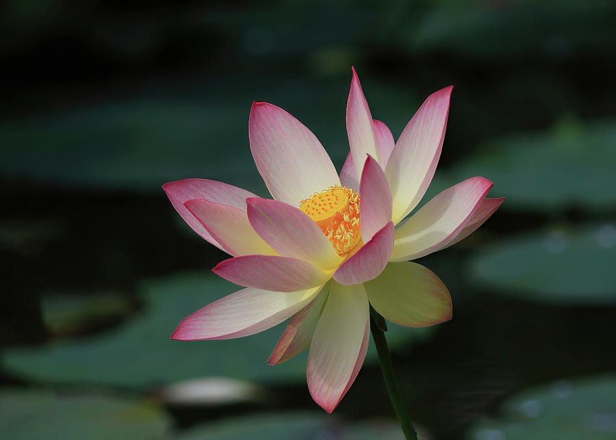 Indian Lotus Flower Photograph by Shixing Wen
