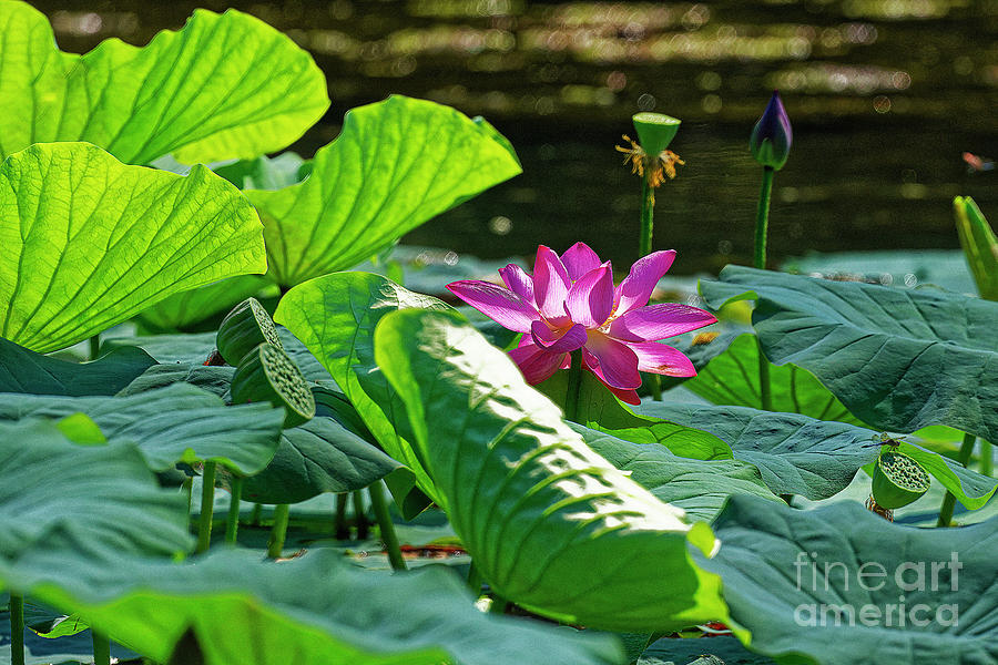 Indian Lotus Photograph by Paul Mashburn