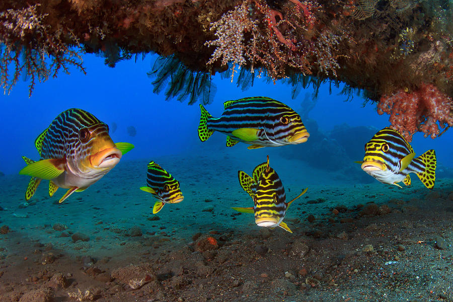 Indian Ocean oriental sweetlips, Plectorhinchus vittatus Photograph by Art-design-photography.com Indian Ocean oriental sweetlips, Plectorhinchus vittatus Photograph by Art-design-photography.com
