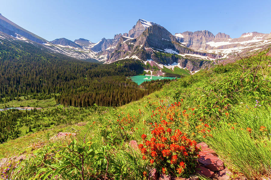 Indian Paintbrush at Grinnell Lake Overlook Photograph by Jack Bell