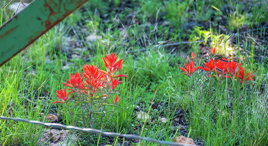 Nature Photograph - Indian Paintbrush Beyond the Fence by Laurel Powell