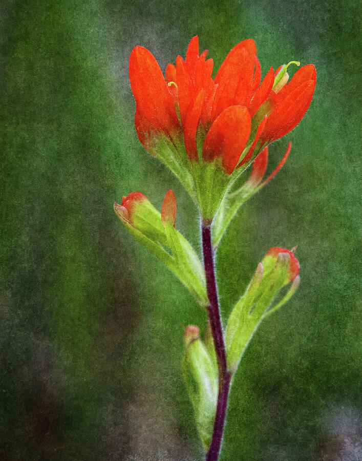 Flower Photograph - Indian Paintbrush by Dale Kincaid