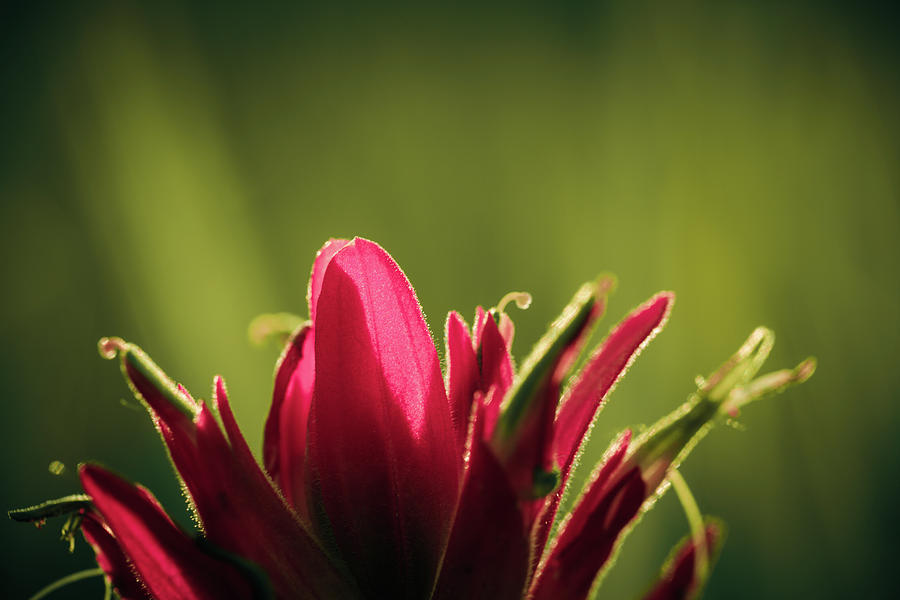 Indian Paintbrush Flower Photograph by Jeanette Fellows