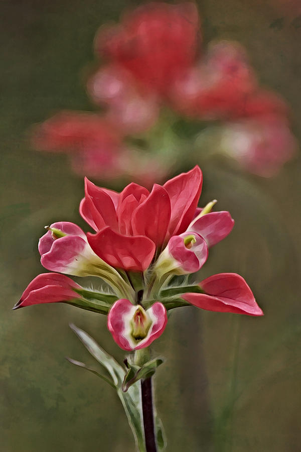 Indian Paintbrush Flower Portrait Photograph by Gaby Ethington