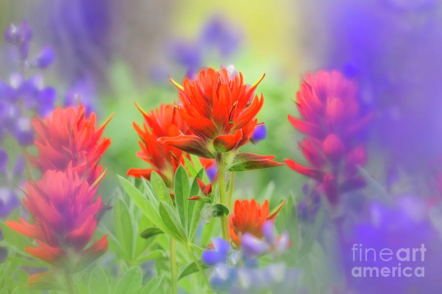 Indian Paintbrush flowers Photograph by Michael Wheatley